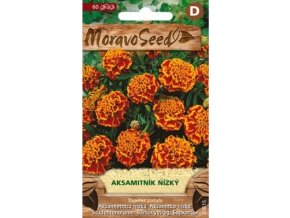 40436 aksamitnik nizky plnokvety oranzovohnedy moravoseed