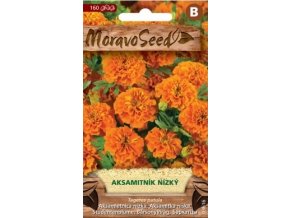 40439 aksamitnik nizky plnokvety oranzovy moravoseed