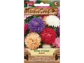 40703 astra vysoka bukett moravoseed