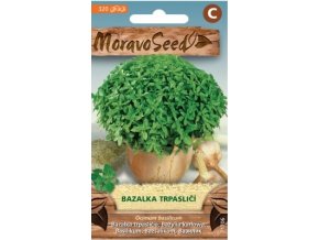 40871 bazalka prava trpaslici moravoseed