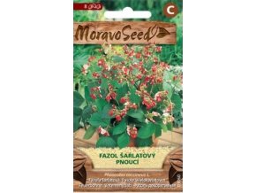 43304 fazol sarlatovy pnouci moravoseed