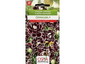 Hvozdík karafiát černobílý_0,2 g OSIVA MORAVIA