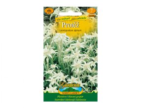 Protěž alpská, bílá - NOHEL GARDEN