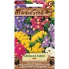 47963 limonka statice mix moravoseed