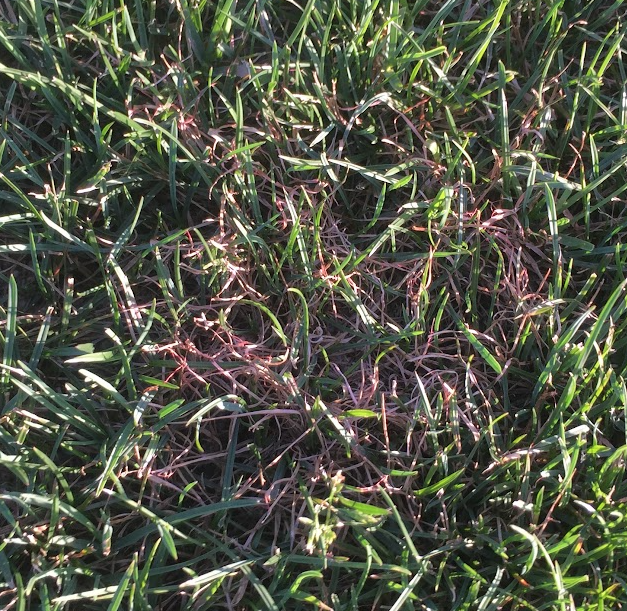 Kornatka v trávníku