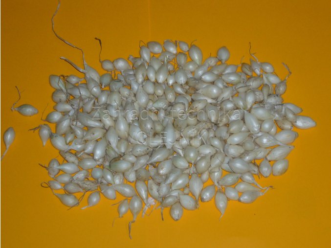 Sazečka cibule - Snowball