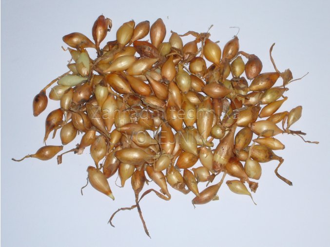 Sazečka cibule - Sturon