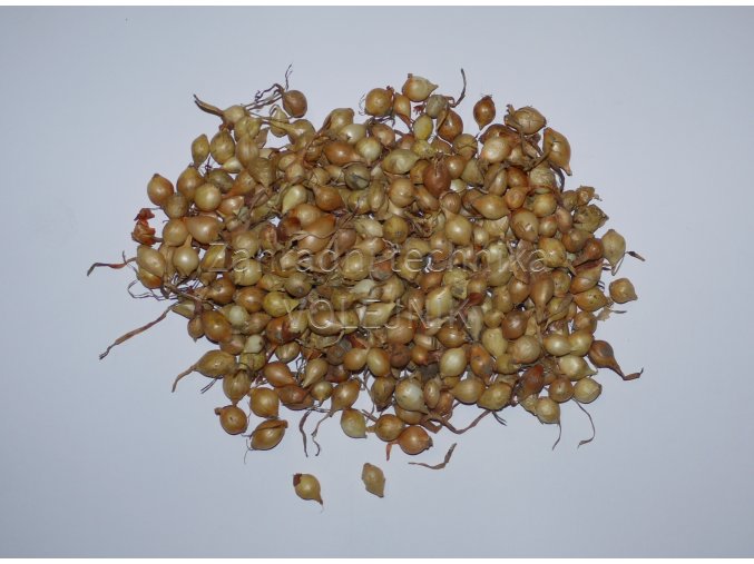 Sazečka cibule - Stuttgart