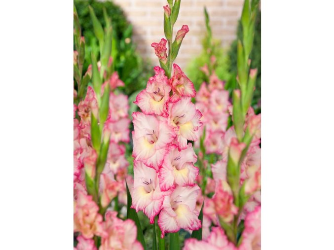 980 1 mecik priscilla 5 ks