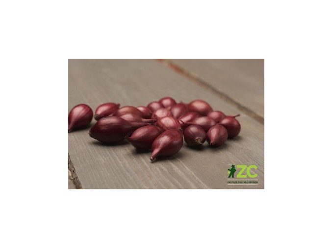 sazecka cibule ozima cervena akado