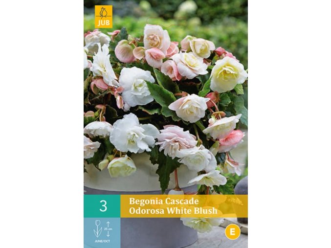 karta begonie cascade odorosa white blush 2 cibule