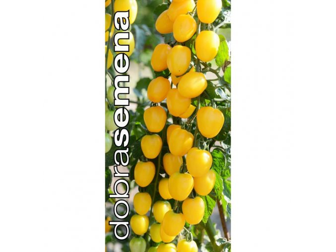 rajce tyckove appleberry yellow f1 6 s