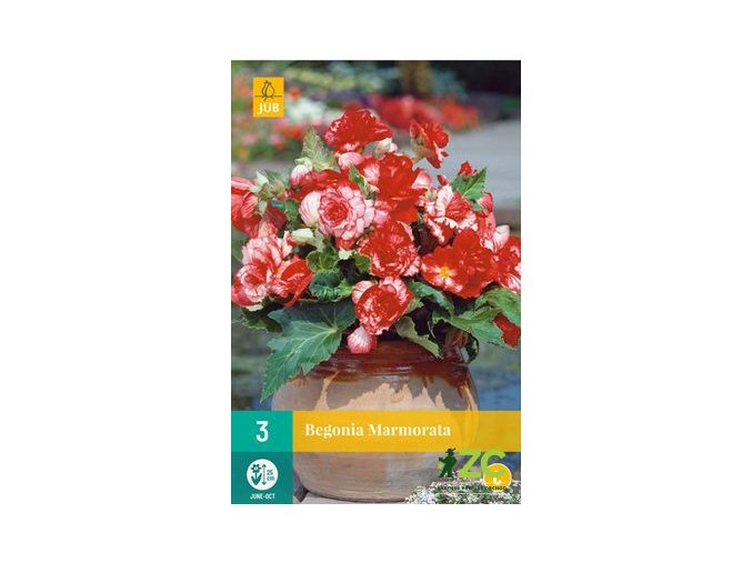 karta begonie marmorata 3 cibule