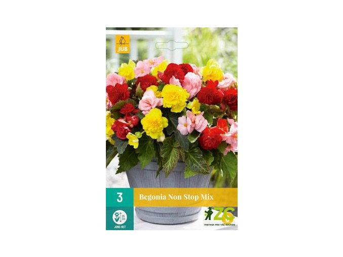karta begonie non stop mix 3 cibuli