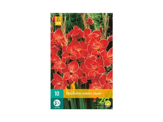 karta mecik atom 10 cibuli