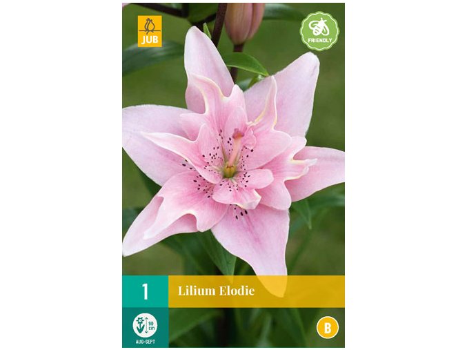 karta lilie elodie 2 cibule