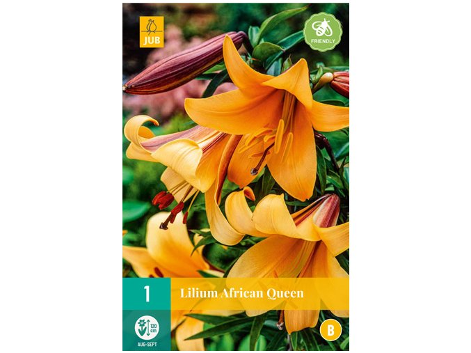 karta lilie african queen 1 cibule