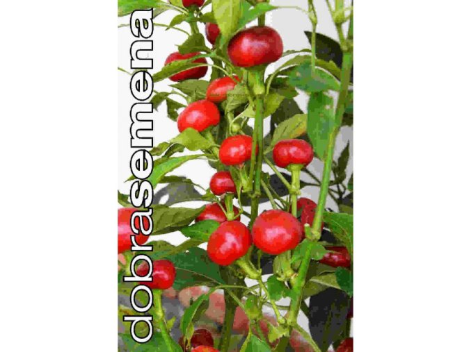 trinidad hot cherry 15 ks paprika rocni