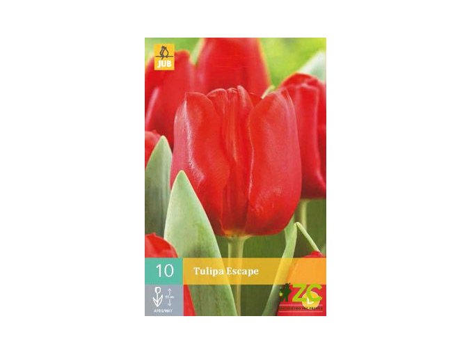 Karta Tulipán Escape (10 cibulí)