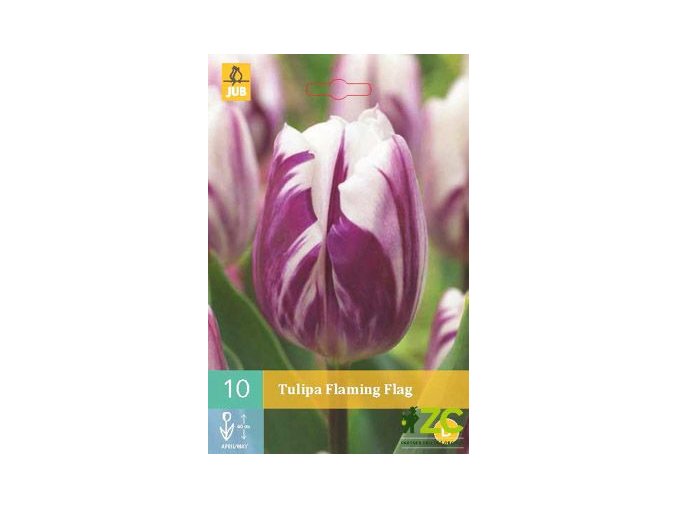Karta Tulipán Flaming Flag (10 cibulí)