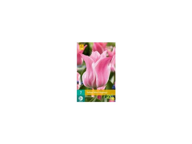 Karta Tulipán Miss Elegance (7 cibulí)