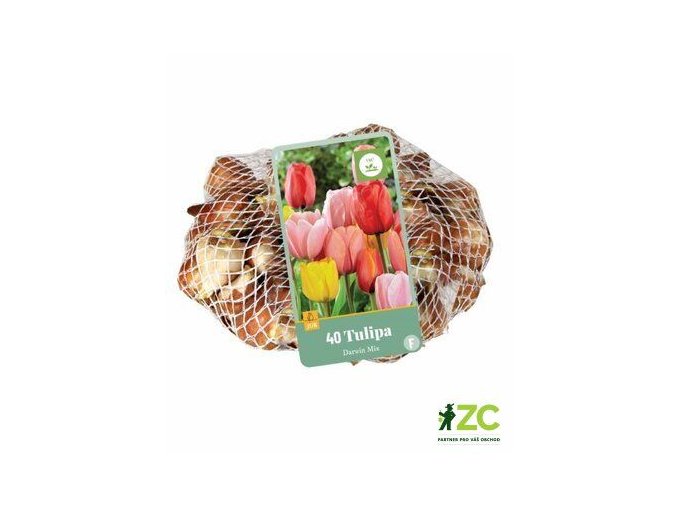 Síťka XXL Tulipán Darwin Hybrid Mix (40 cibulí)