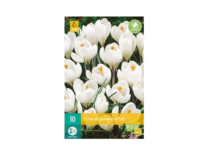 Karta Krokus Jeanne Darc (10 cibulí)