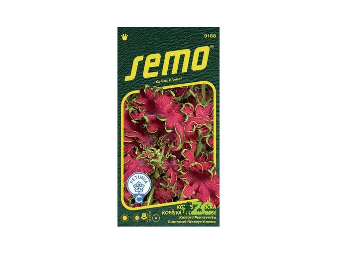 koleus-africka-kopriva-colocha-rose-40-p