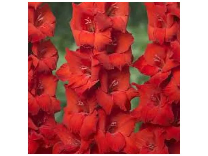 Mečík Ruffled TANGO PASSION (1 cibule)