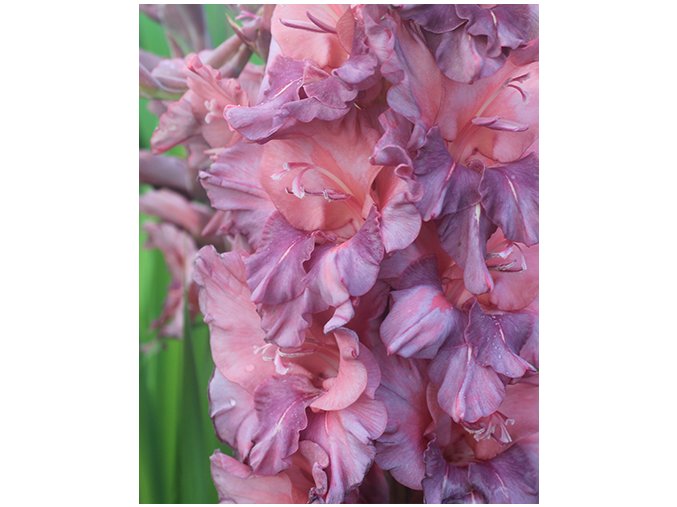 Mečík Ruffled RUSTY CHESTNUT (1 cibule)