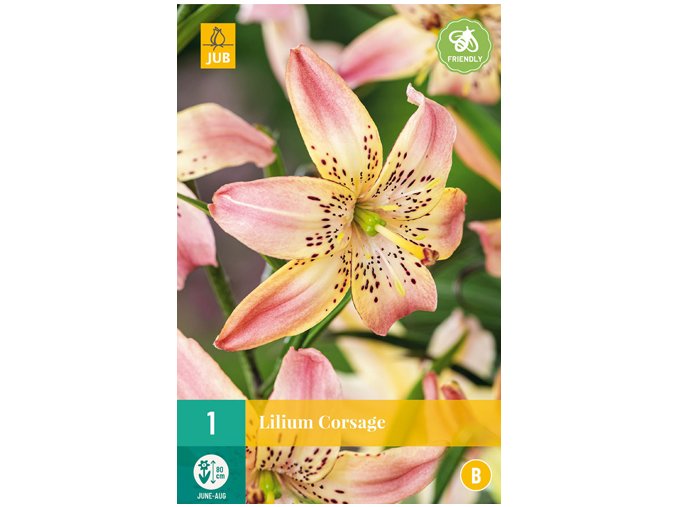 Karta - Lilie CORSAGE (1 cibule)