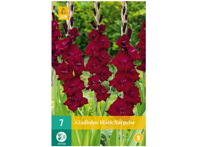 Karta - Mečík BLACK SURPRISE (7 cibulí)