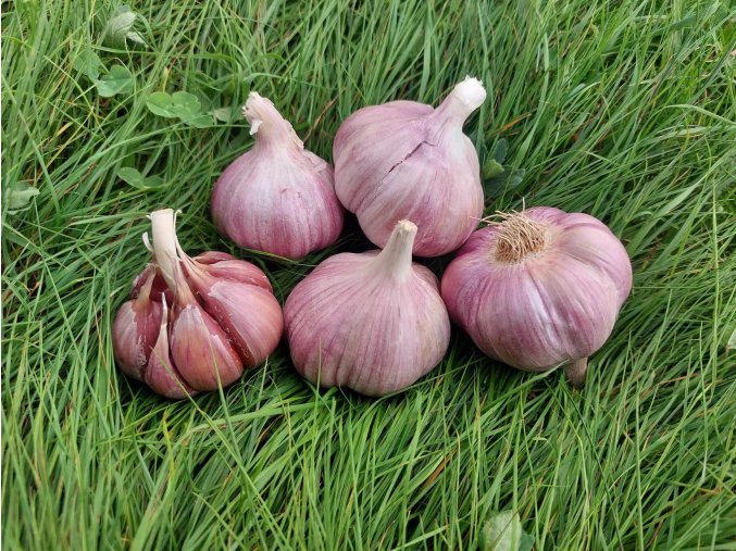 Sadbový česnek Skalka