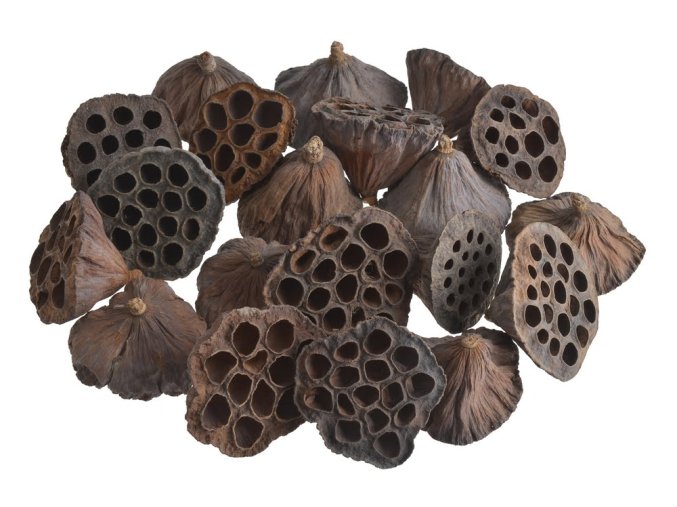 dekorace-lotos-stredni-5-8cm-20-ks