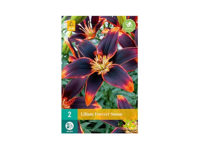 karta-lilie-forever-susan--2-cibule-