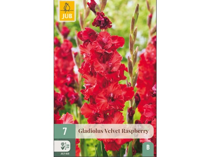 karta-mecik-velvet-raspberry--7-cibuli-