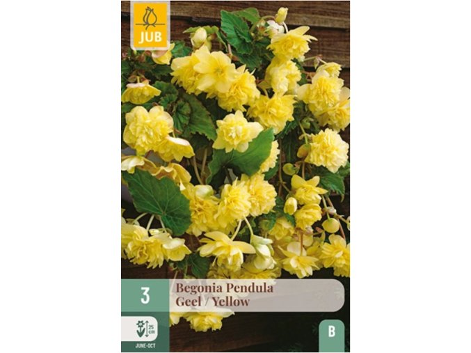 karta-begonie-pendula-yellow--3-cibule-