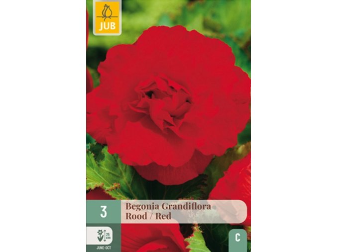 begonie-grandiflora-red--1-cibule