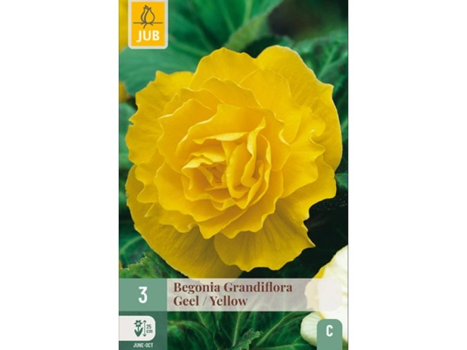 begonie-grandiflora-yellow--1-cibule