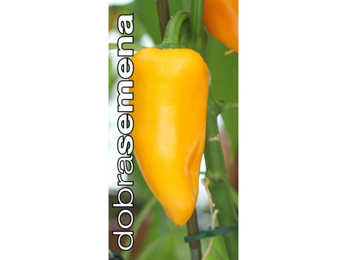paprika snacking yellow f1 zeleninova 10 s