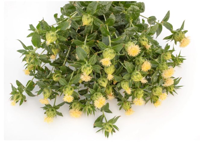 svetlice-barvirska-white-grenade-25s