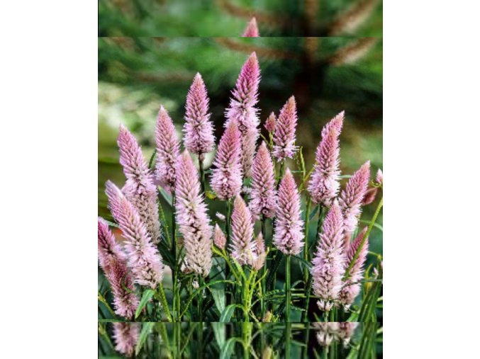 nevadlec-flamingo-feather-500s