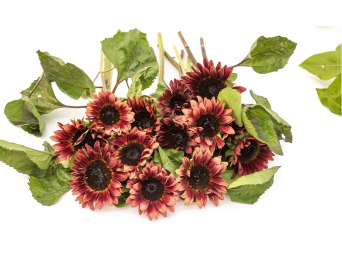 slunecnice-procut-red-50s