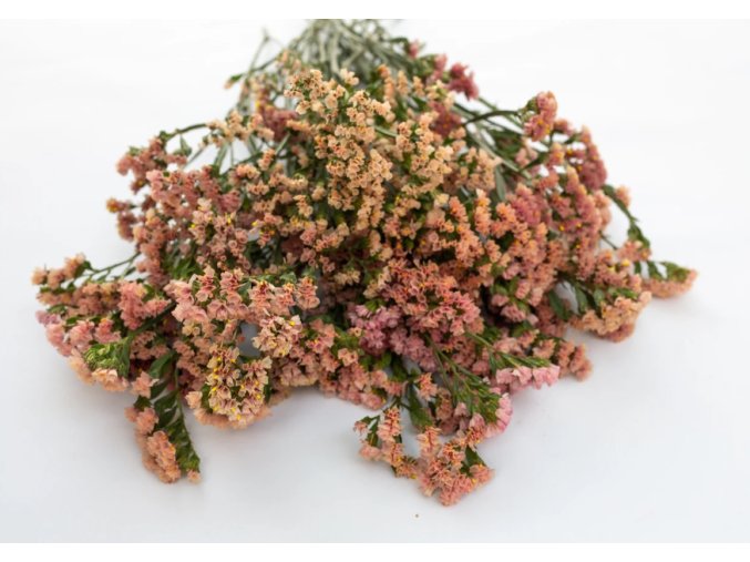 statice-qis-apricot-25s