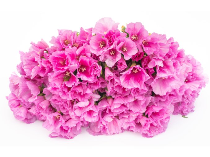 klarkie-grace-lavender-30s