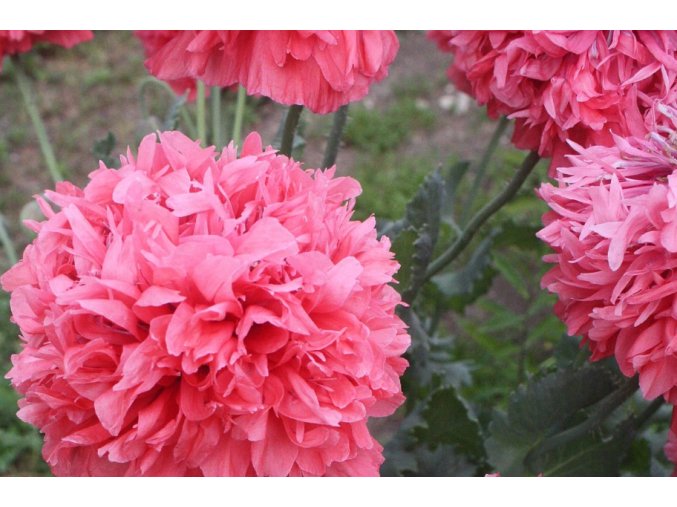 mak-pivonkovity-salmon-1000s