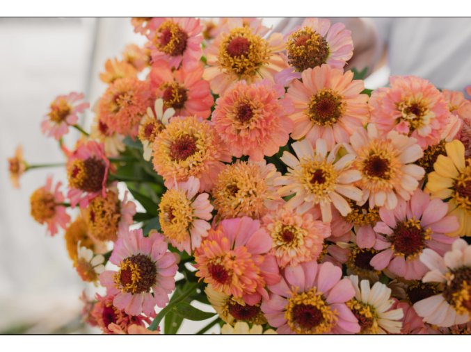 Snímek obrazovky 2026 02 18 125930