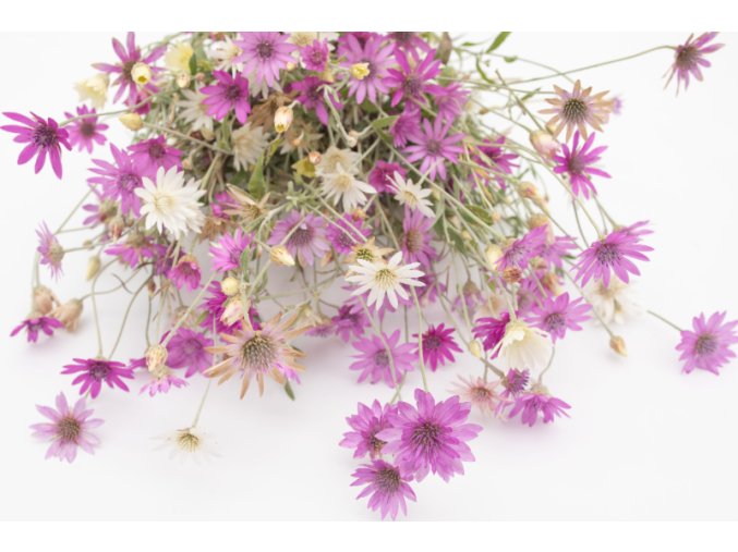 suchokvet-rocni-1000s