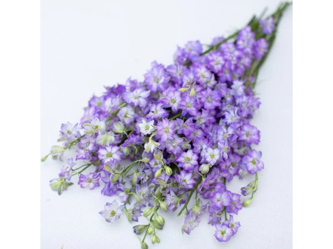 ostrozka-frosted-skies-100s