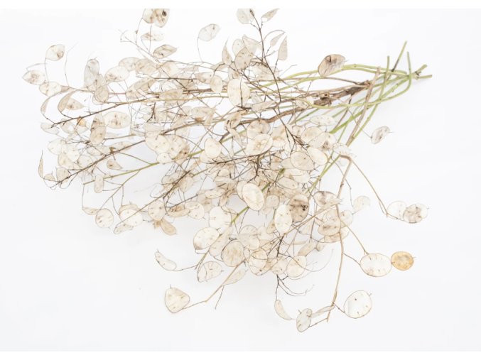 mesicnice-fialova-25s